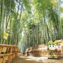 맹종죽순체험길 이미지