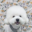 안나펫살롱 이미지