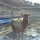 사슴방목장 이미지