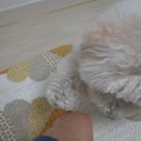 무한뽑기 이미지