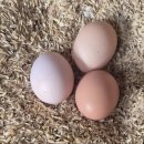 순풍농장 이미지