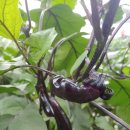 치성농장 이미지