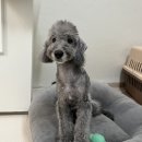 멍멍샤워 이미지