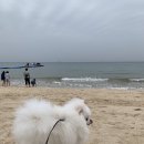 대학로꿀꿀이