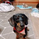 황언니 펫살롱 이미지