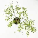 수종가든 | 가든온 에스토니 뮬렌베키아 거실화분 인테리어식물