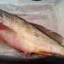 삽시도통나무펜션 이미지