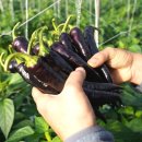 광재농장 이미지