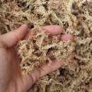 풍란 | 뉴질랜드 수태만이 정답은 아니네요, 풍란 분갈이 이야기