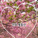 (주) 천지관광 | -사슴히의 여행 : 전주 꽃동산 진짜 후기 (2026 실시간 개화상황, 4월 꽃보러 가기 좋은 곳, 꽃놀이...