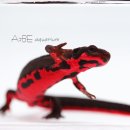 송천2동-02(연두빌딩) | 부천점 양서류친구들을 소개합니다!!