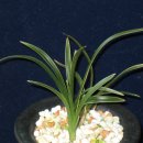 올젠테크놀로지 이미지