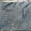 악양 종합관광안내소 | 지리산智異山 둘레 삼도三道 순례 17: 하동 최참판댁崔參判宅과 위민정慰民亭 팽나무