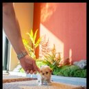 강아지분양 고양이분양 포근퍼피 이미지