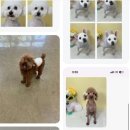 스프링댕댕 이미지