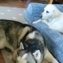 허스키 사랑 이미지