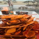 지금조개 이미지