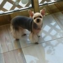 다사랑 애견 이미지