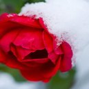 꽃피는 봄날 이미지