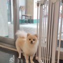 도담도담펫살롱 이미지
