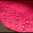 로즈향기 이미지