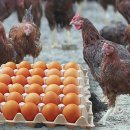 윤정희농장 이미지