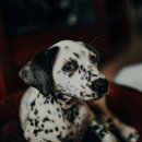 계양메디칼센터 | 인천동물병원 계양SKY동물메디컬센터에서 강아지 귀병 완치 후기