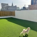 콩콩 강아지 유치원 호텔 놀이방 | 대구 삼덕동2가 애견호텔 콩콩 강아지 유치원 호텔 놀이방 비용 시간 위치