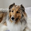 제이플러스 | 베츠초이스 뉴트리션 제이플러스 관절 영양제 체험 후기 ✨️