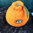 웰빙농장2 이미지