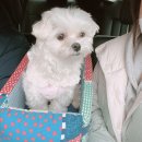 그루댕댕 이미지