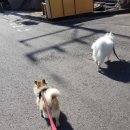 뿌리네 애견샵 이미지