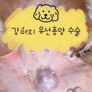 스마일플러스동물병원 | 강아지 가슴 혹, 유선종양 수술 후기 ｜ 공감플러스 동물병원