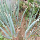 무지개회집 이미지