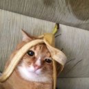 피노키오제과 | 인생 멋쟁이