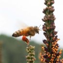 꿀벌공인중개사사무소 이미지