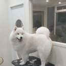 해피독쌤 이미지