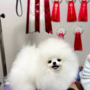 라페트 폼 이미지