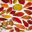 낙엽들의속삭임 이미지