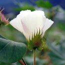 겸면사무소 이미지