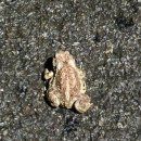 25년 광명 가림산 둘레길 산책 1년을 회고하며 이미지