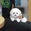(주)미지메디칼 | 미니 비숑 분양 후기, 비숑미용스타일!
