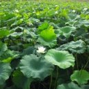 백련농장 이미지