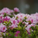 유명갈매기 이미지