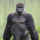 고릴라 이미지