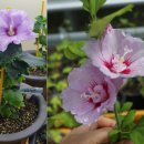 무궁화집 이미지