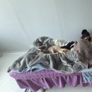 청주 가경동 가온마사지 후기, 고양이랑 함께 받은 힐링 마사지