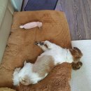 행복동물병원 이미지