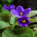 1월 19일의 꽃은 '아프리칸바이올렛 (African violet)' 이미지