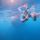 고래 | [보홀 4일차] 원클릭 고나투어(고래상어, 나팔링, 망그로브) 후기